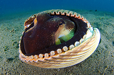 A Coconut Octopus (Amphioctopus marginatus), a species that gathers coconut and mollusk shells for shelter, Lembeh Strait, Sulawesi, Indonesia, Southeast Asia, Asia