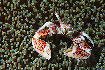 Spotted porcelain crab (Neopetrolisthes maculatus) in anemone, Gorontalo, Sulawesi Indonesia, Southeast Asia, Asia