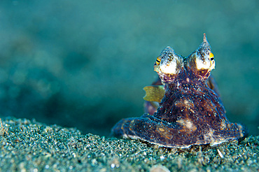 A Coconut Octopus (Amphioctopus marginatus), a species that gathers coconut and mollusk shells for shelter, Lembeh Strait, Sulawesi, Indonesia, Southeast Asia, Asia