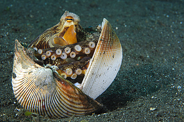 A Coconut Octopus (Amphioctopus marginatus), a species that gathers coconut and mollusk shells for shelter, Lembeh Strait, Sulawesi, Indonesia, Southeast Asia, Asia