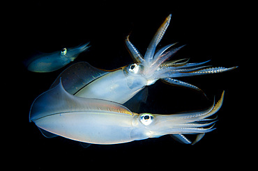 Bigfin reef squid (Sepioteuthis lessoniana) tending eggs which have been laid along a buoy line, taken at dusk, Lembeh Strait, Indonesia, Southeast Asia, Asia