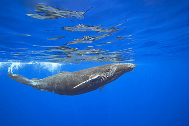 Humpback whale (Megaptera novaeangliae), underwater, Hawaii, United States of America, Pacific, North America