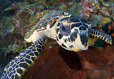 Close-up head on view of a hawksbill sea turtle (Eretmochelys imbricata), Bunaken National Park, Sulawesi, Indonesia, Southeast Asia, Asia