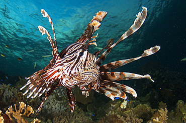 Close-up view of a lionfish (Pterois volitans), Raja Ampat, West Papua, Indonesia, Southeast Asia, Asia