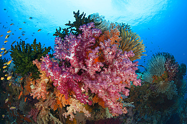 Colorful soft corals (Dendronephthya sp.) adorn the stunning reefs of southern Raja Ampat, West Papua, Indonesia, Southeast Asia, Asia