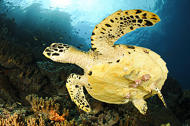 Close-up view of the underside of a Hawksbill sea turtle, complete with barnacles, on a reef in Raja Ampat, West Papua, Indonesia, Southeast Asia, Asia