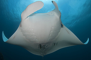 Underside view of a giant oceanic manta ray (Mobula birostris), Dampier Strait, Raja Ampat, West Papua, Indonesia, Southeast Asia, Asia