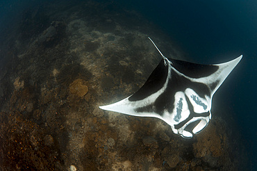 A giant oceanic manta ray (Manta birostris) with beautiful distinct markings, topside view, Dampier Strait, Raja Ampat, West Papua, Indonesia, Southeast Asia, Asia
