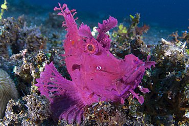 A bright pink purple paddle-flap scorpionfish {Rhinopias eschmeyeri) on volcanic sand, Tulamben, Bali, Indonesia, Southeast Asia, Asia