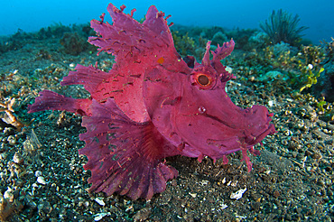 A bright pink purple paddle-flap scorpionfish {Rhinopias eschmeyeri) on volcanic sand, Tulamben, Bali, Indonesia, Southeast Asia, Asia