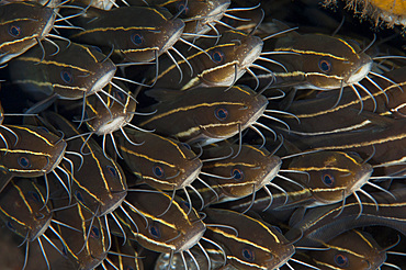 Schooling striped catfish (Plotosus lineatus), Tulamben, Bali, Indonesia, Southeast Asia, Asia