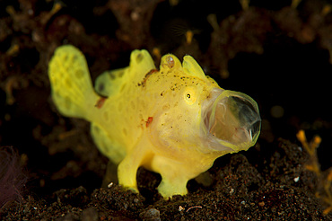 Yellow painted frogfish (Antennarius pictus), side profile on volcanic sand, Tulamben, Bali, Indonesia, Southeast Asia, Asia