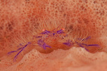 Hairy squat lobster (Lauriea siagiani) amongst a pink and orange colored sponge, Tulamben, Bali, Indonesia, Southeast Asia, Asia