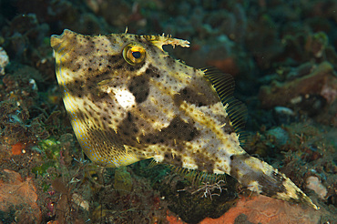 Strap-weed filefish (Pseudomonacanthus macrurus), Tulamben, Bali, Indonesia, Southeast Asia, Asia