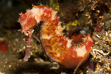 Thorny seahorse (Hippocampus histrix), side view, red and pink with yellow markings, Tulamben, Bali, Indonesia, Southeast Asia, Asia