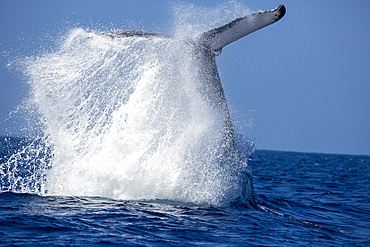 A humpback whale (Megaptera novaeangliae), slaps the surface of the water with its tail, United States of America, Pacific, North America