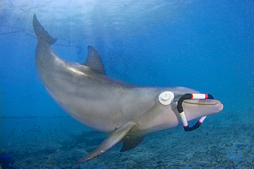 Atlantic bottlenose dolphin (Tursiops truncatus), in training using only echolocation, Netherlands Antilles, Caribbean, Central America