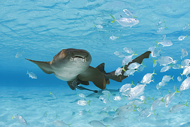 A nurse shark (Ginglymostoma cirratum) pictured with a school of juvenile jacks. Bahamas, Central America