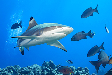 Blacktip reef shark (Carcharhinus melanopterus), Yap, Micronesia, Pacific