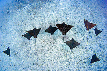 Group of spotted eagle rays (Aetobatis narinari), Oahu, Hawaii, United States of America, Pacific, North America