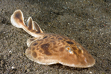 A torpedo ray off the island of Rinca in Komodo National Park, Indonesia, Southeast Asia, Asia