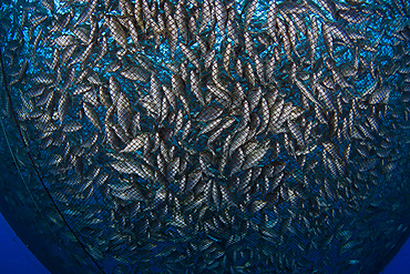 Almaco jack (Seriola rivoliana), in the pen at a fish farm off The Big Island, Hawaii, United States of America, Pacific, North America