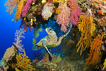 A hawksbill sea turtle (Eretmochelys imbricata), in a colorful overhang on a reef in the Koro Sea, Fiji, South Pacific, Pacific