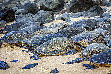 Green sea turtles (Chelonia mydas), pulled out of the water onto Ho'okipa Beach on Maui, Hawaii, United States of America, Pacific, North America