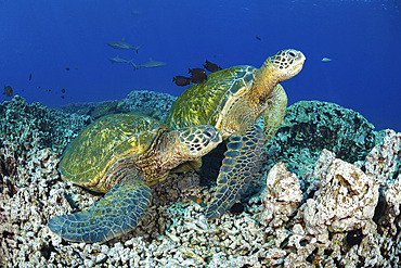 Several green sea turtles (Chelonia mydas) gather at a cleaning station off West Maui, Hawaii, United States of America, Pacific, North America