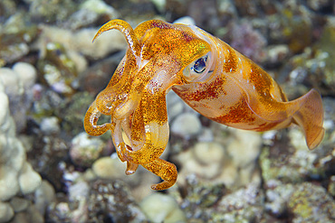 The male oval squid (Sepioteuthis lessoniana), can reach 14 inches in length, Hawaii, United States of America, Pacific, North America