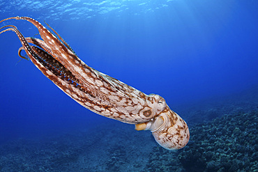 Day octopus (Octopus cyanea), in mid-water, Hawaii, United States of America, Pacific, North America