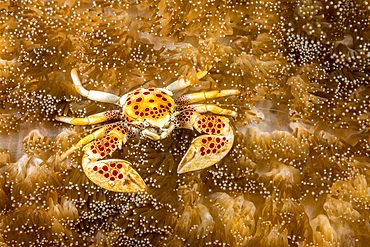 The porcelain crab (Neopetrolisthes maculatus), commensal in sea anemones, Philippines, Southeast Asia, Asia