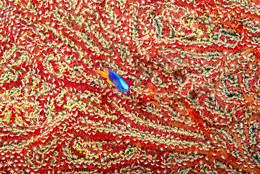 Gorgonian coral in the background with Arnaz's damselfish (Chrysiptera arnazae), Philippines, Southeast Asia, Asia