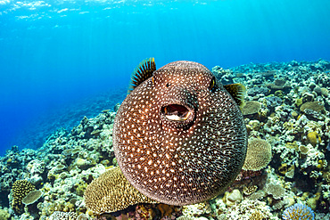 A guineafowl puffer (Arothron meleagris), Yap, Micronesia, Pacific