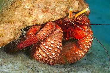 Giant hermit crab (Petrochirus diogenes), off Singer Island, Florida, United States of America, North America