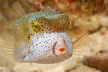 An adult yellow boxfish (Ostracion cubicus), Sipidan Island, Malaysia, Southeast Asia, Asia