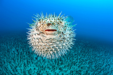 A spotted porcupinefish (Diodon hystrix), Hawaii, United States of America, Pacific, North America