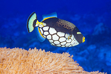 A clown triggerfish (Balistoides conspicillum) above soft coral, Yap, Micronesia, Pacific