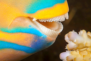 Close-up view of a three color parrotfish (Scarus tricolor), coming in for a bite of hard coral, Fiji, South Pacific, Pacific