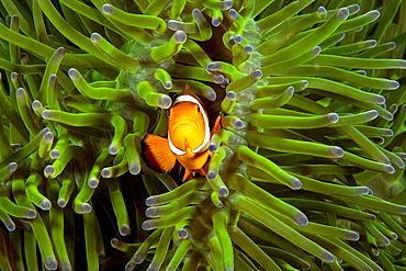 Clown anemonefish (Amphiprion percula), in anemone (Heteractis magnifica), Philippines, Southeast Asia, Asia