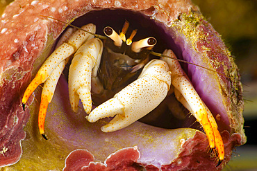 A flame tip hermit crab (Calcinus minutus), found in branching hard coral, Yap, Micronesia, Pacific