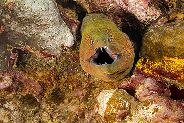 Giant moray eel (Gymnothorax javanicus), Fiji, South Pacific, Pacific