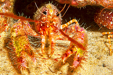 The shell of Hawaiian reef lobster (Enoplometopus occidentalis), covered in algae and parasitic barnacles, Hawaii, United States of America, Pacific, North America