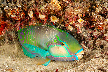 A Bleeker's parrotfish (Chlorurus bleekeri), surrounded by a mucus bubble it secretes for protection, Fiji, South Pacific, Pacific