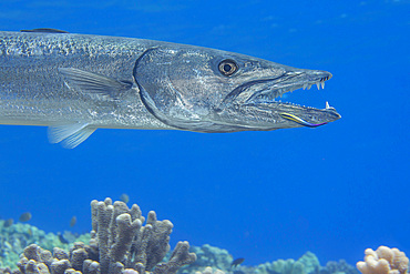 A great barracuda (Sphyraena barracuda) comes close to the reef to be cleaned by a cleaner wrasse, Hawaii, United States of America, Pacific, North America