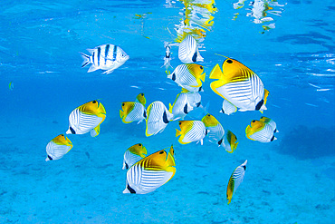 Schooling threadfin butterflyfish (Chaetodon auriga), in Rarotonga Lagoon, The Cook Islands, South Pacific, Pacific