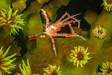 A white-v hydroid crab (Hyastenus borradailei), feeding on a colony of green tube coral, Fiji, South Pacific, Pacific