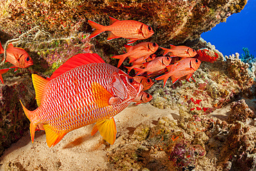 A longjaw squirrelfish (Sargocentron spiniferum), and a school of bigscale soldierfish (Myripristis berndti), Hawaii, United States of America, Pacific, North America