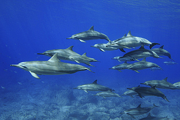 A pod of spinner dolphins (Stenella longirostris) in Hawaii, United States of America, Pacific, North America
