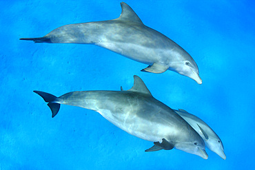 A pair of Atlantic bottlenose dolphins (Tursiops truncatus), in the Bahama Banks, Bahamas, Central America